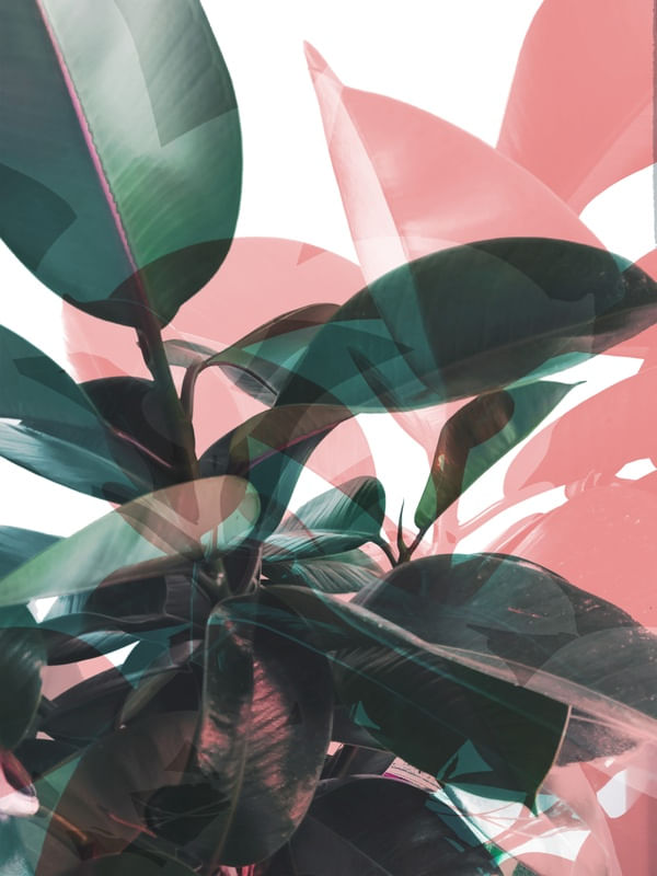GREENERY RHAPSODY