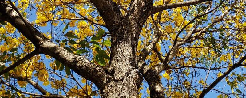 TRIPTICO IPÊ AMARELO - PARTE 1