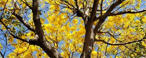 TRIPTICO IPÊ AMARELO - PARTE 2