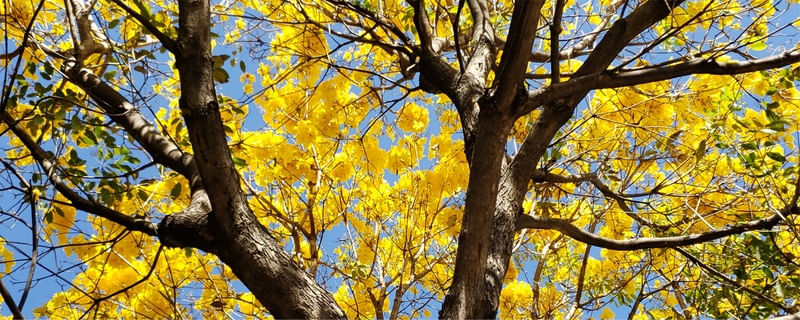 TRIPTICO IPÊ AMARELO - PARTE 2