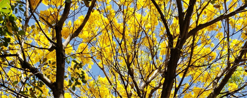 TRIPTICO IPÊ AMARELO - PARTE 3