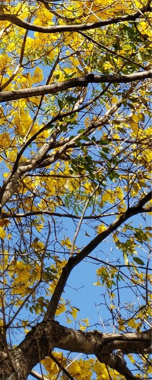TRIPTICO IPÊ AMARELO VERTICAL 1 - PARTE 3