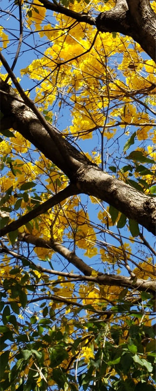 TRIPTICO IPÊ AMARELO VERTICAL 1 - PARTE 1