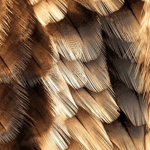 GOLDEN FEATHER I
