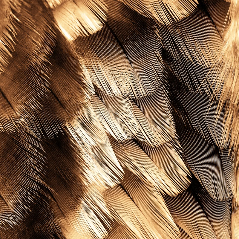 GOLDEN FEATHER I