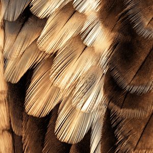 GOLDEN FEATHER II