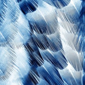 BLUE FEATHER I