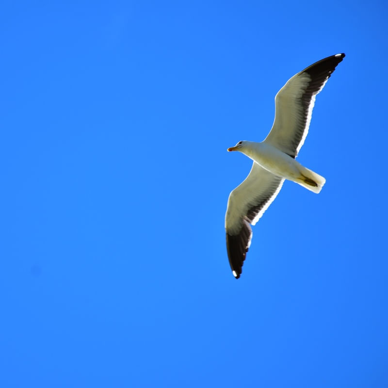 VOO LIVRE DA GAIVOTA