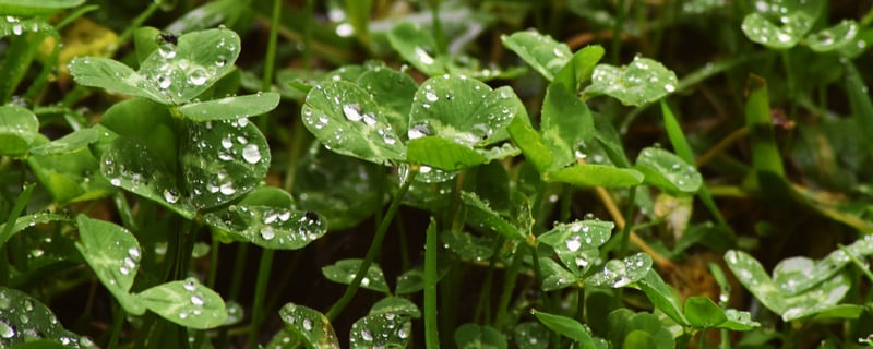 GOTAS DE SORTE