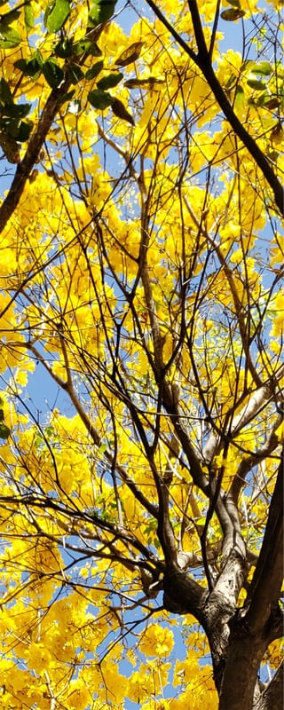 TRIPTICO IPÊ AMARELO VERTICAL 2 - PARTE 2