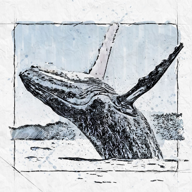 SALTO BALEIA ALTO MAR SKETCH