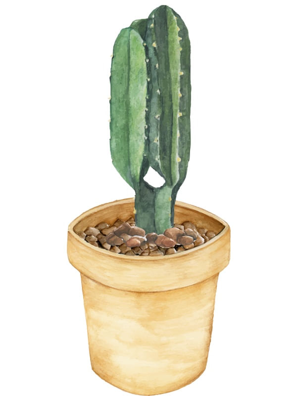 CACTO EM AQUARELA A MÃO