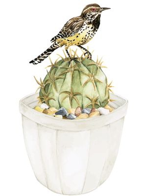 PÁSSARO E CACTO EM AQUARELA