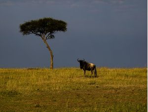 KENYA
