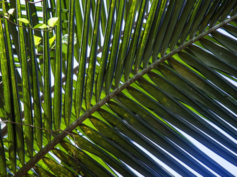 PALMEIRA IMPERIAL 1