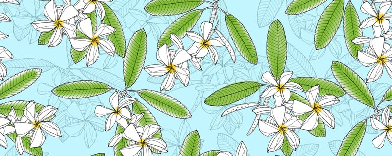 PLUMERIA 1