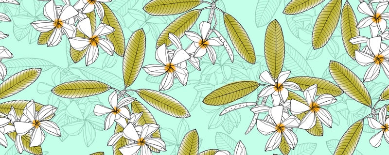 PLUMERIA 2