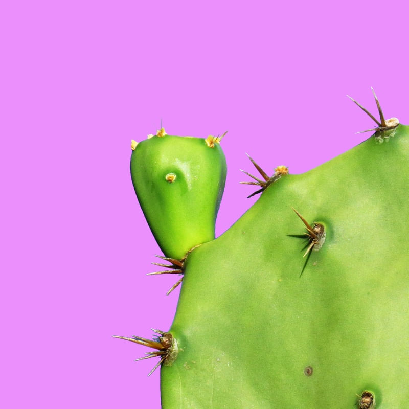 CACTOS ESPINHENTO