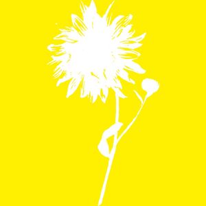 GIRASSOL SEM SOL FUNDO AMARELO