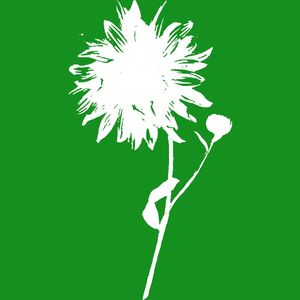 GIRASSOL SEM SOL COM FUNDO VERDE