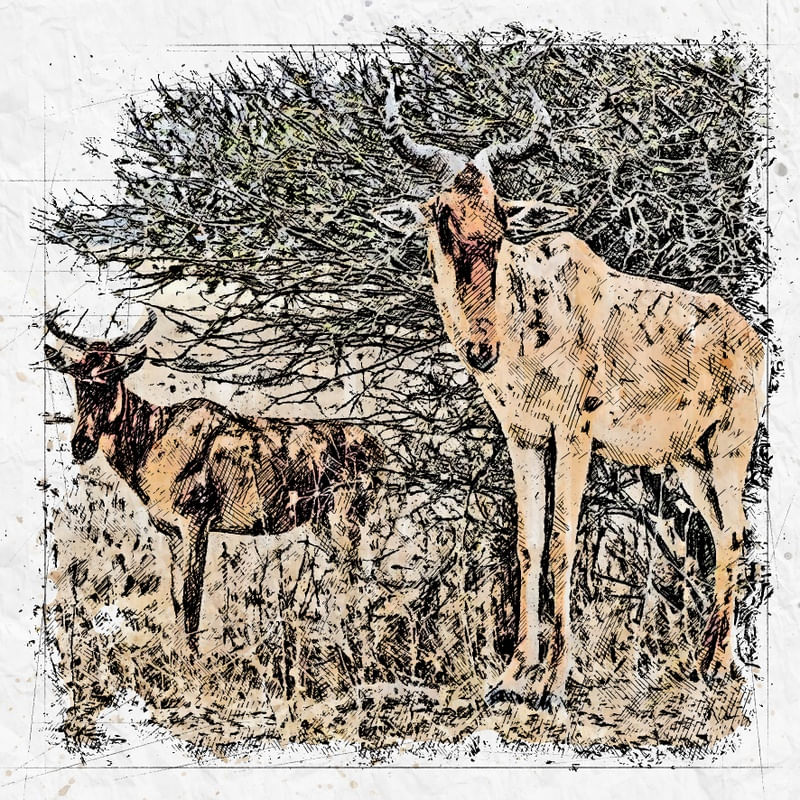ANTILOPES NA SAVANA AFRICANA
