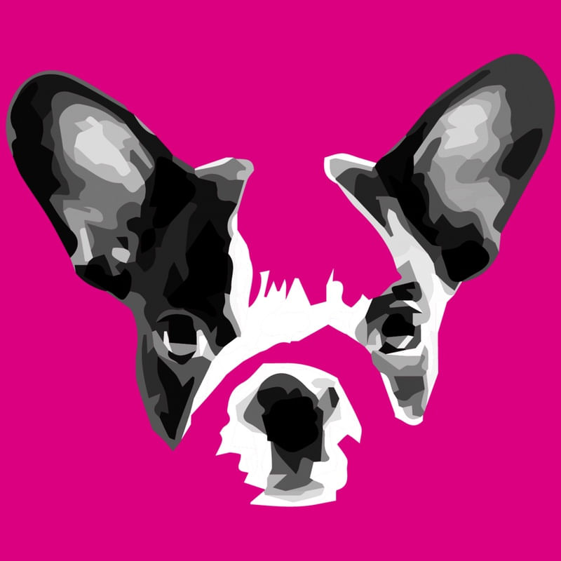 BULLDOG FRANCÊS COM FUNDO ROSA
