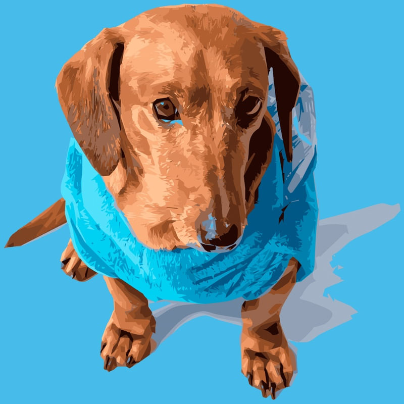 DESENHO DE CACHORRO DACHSHUND COM FUNDO AZUL