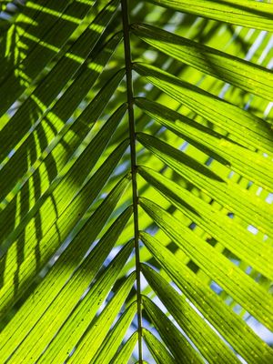 FOLHA TROPICAL 2019 3
