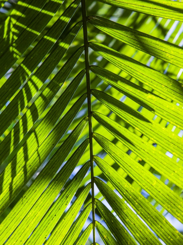 FOLHA TROPICAL 2019 3