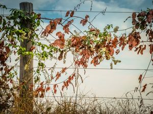 ARBUSTO E CERCA_4