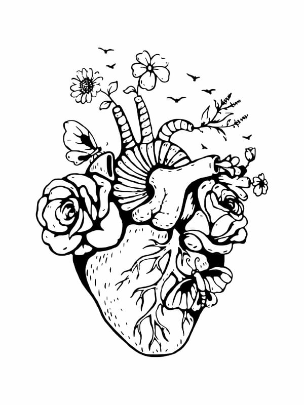 HAPPY HEART ANATOMY