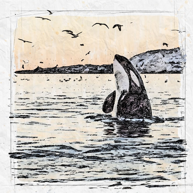 ORCA POR DO SOL SKETCH