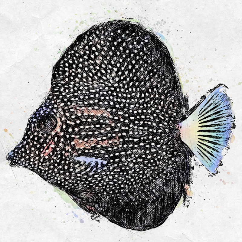 PEIXE NEGRO BOLAS BRANCAS SKETCH