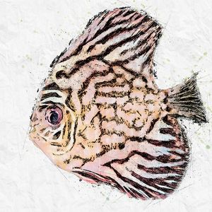 PEIXE VERMELHO SKETCH