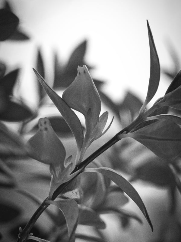 NATUREZA SINGELA