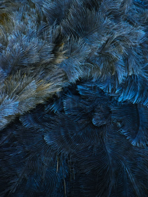 BLUE FEATHERS