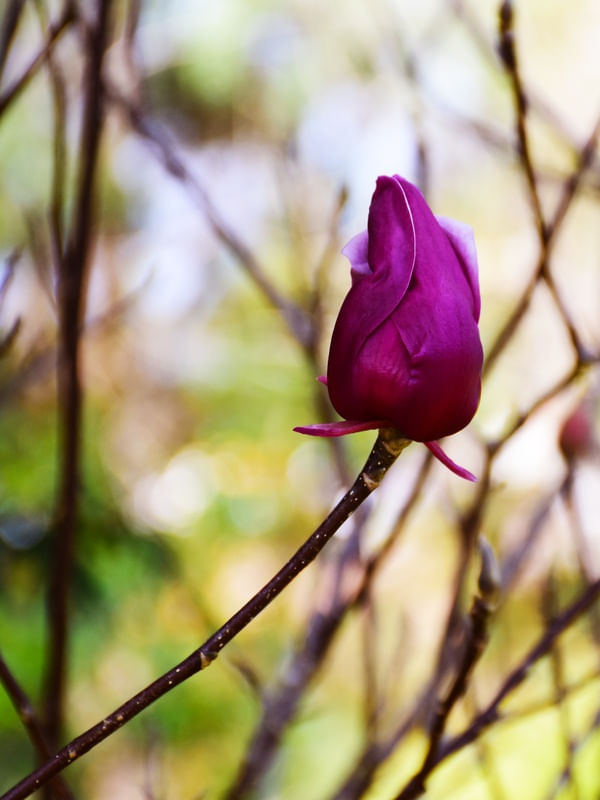 TOQUE DE FLOR