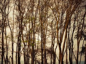 FLORESTA SECA_2