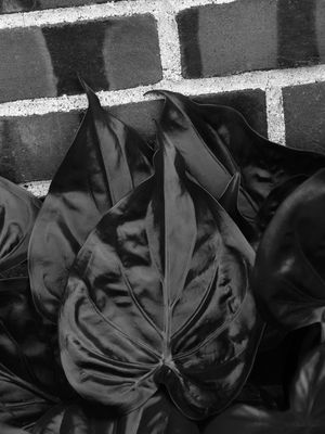 SM - FOLHAS NEGRAS 10