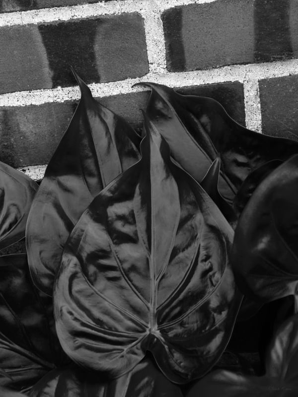 SM - FOLHAS NEGRAS 10