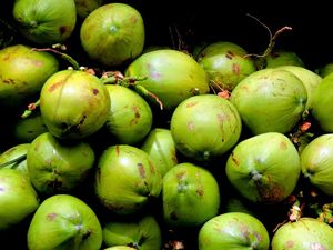 VERDE COCO
