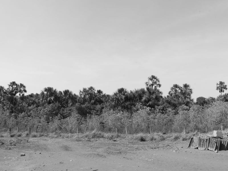 HORIZONTE CINZA DAS ÁRVORES