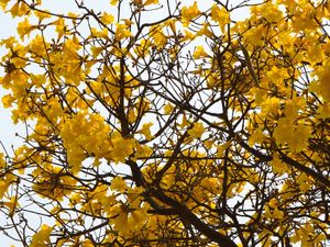 IPÊ AMARELO 002