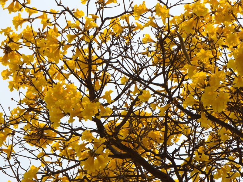 IPÊ AMARELO 002