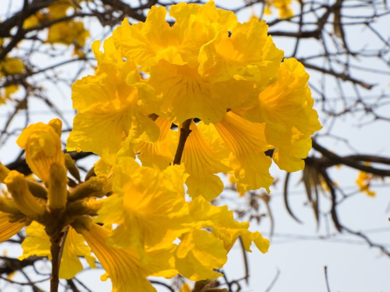 IPÊ AMARELO 003