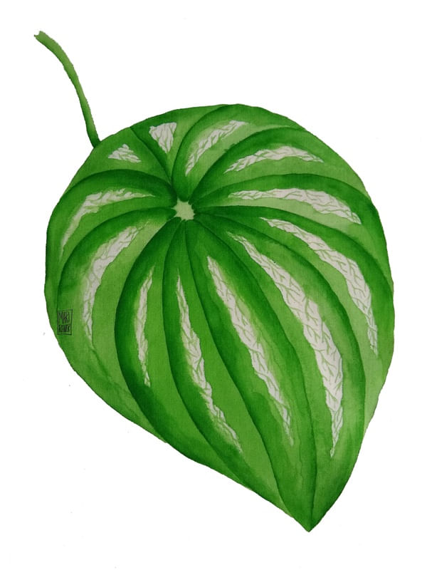 PEPEROMIA WATERMELON