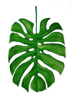 DELICIOSA MONSTERA