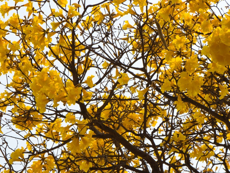 IPÊ AMARELO 006