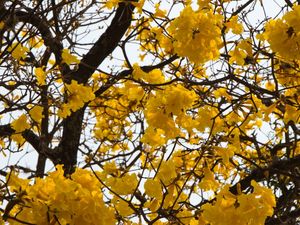 IPÊ AMARELO 009
