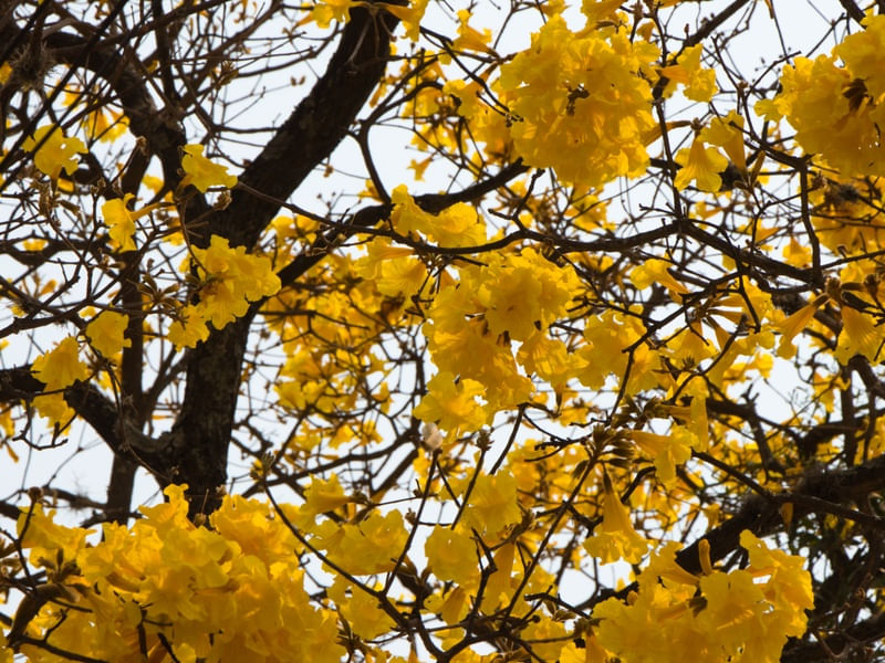 IPÊ AMARELO 009